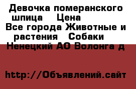 Девочка померанского шпица. › Цена ­ 40 000 - Все города Животные и растения » Собаки   . Ненецкий АО,Волонга д.